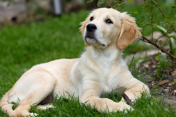 Qual é o papel dos zoológicos na conservação das espécies?