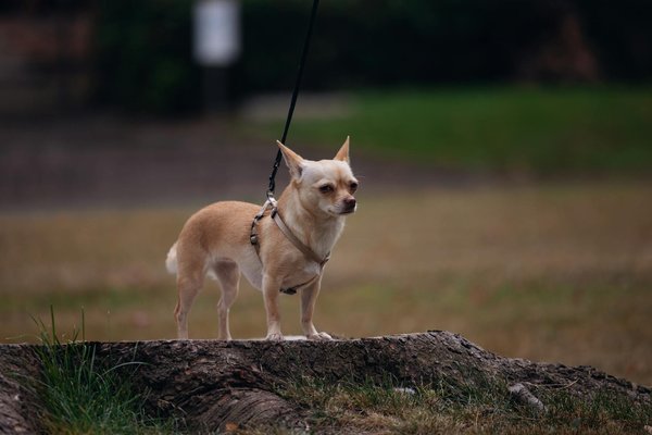 O que podemos fazer para proteger os habitats naturais?